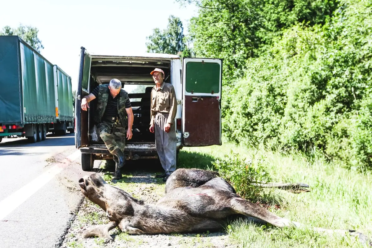 briedis via baltica kelyje 01