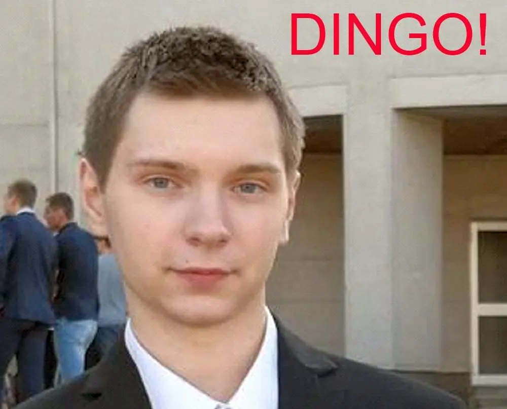 dingo