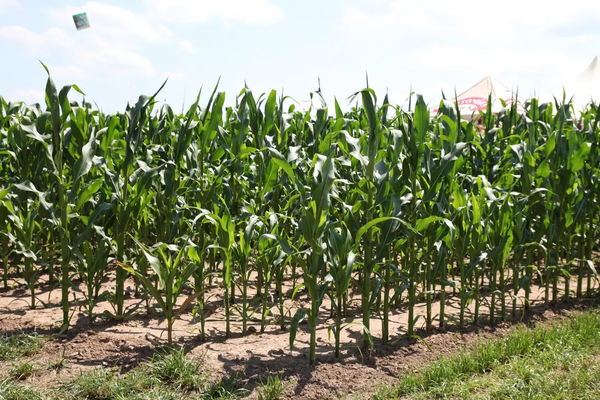 ems kio parodos agrovizija akimirkos24