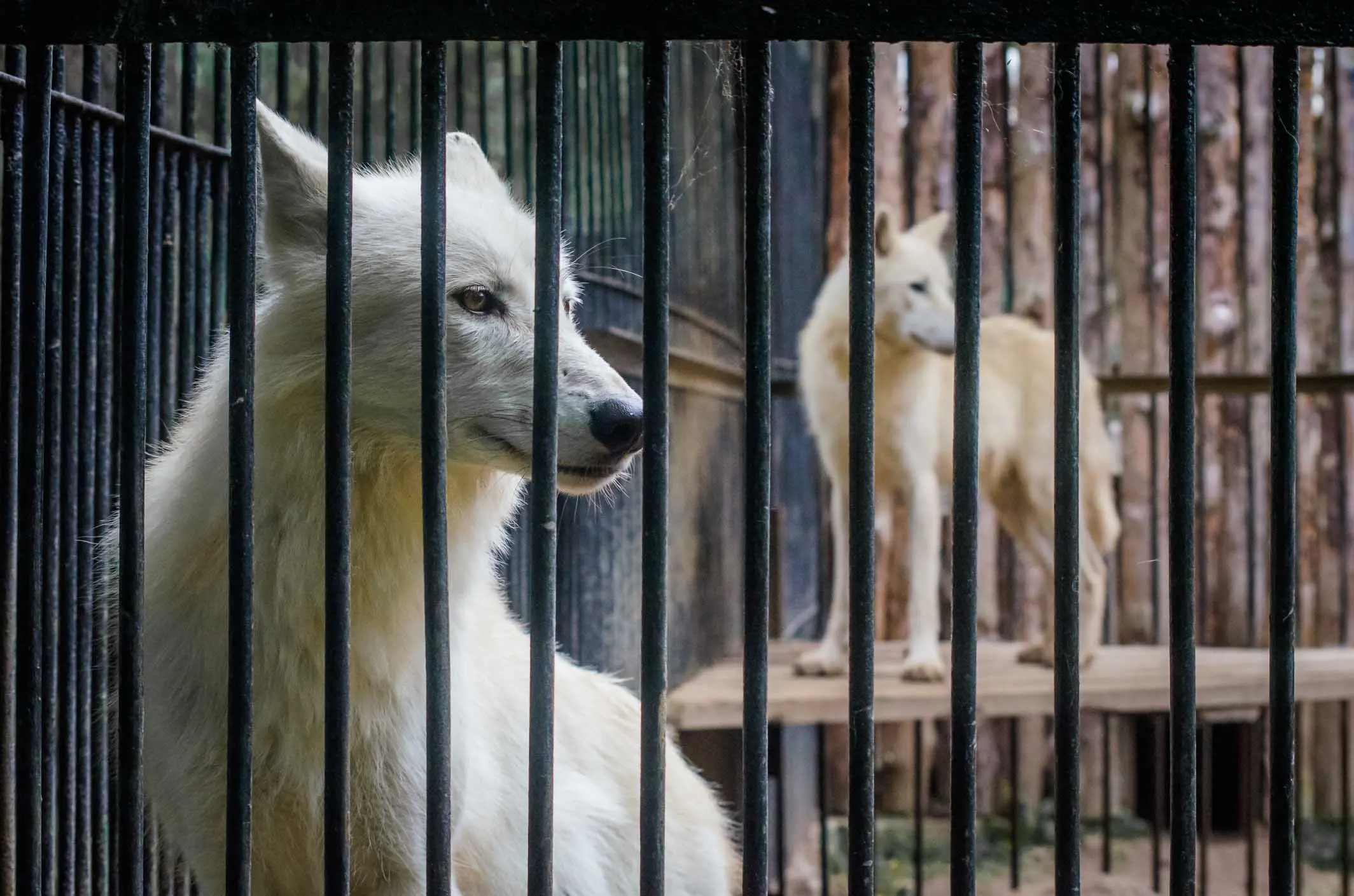 gausyb mayli kauno zoologijos sode 21