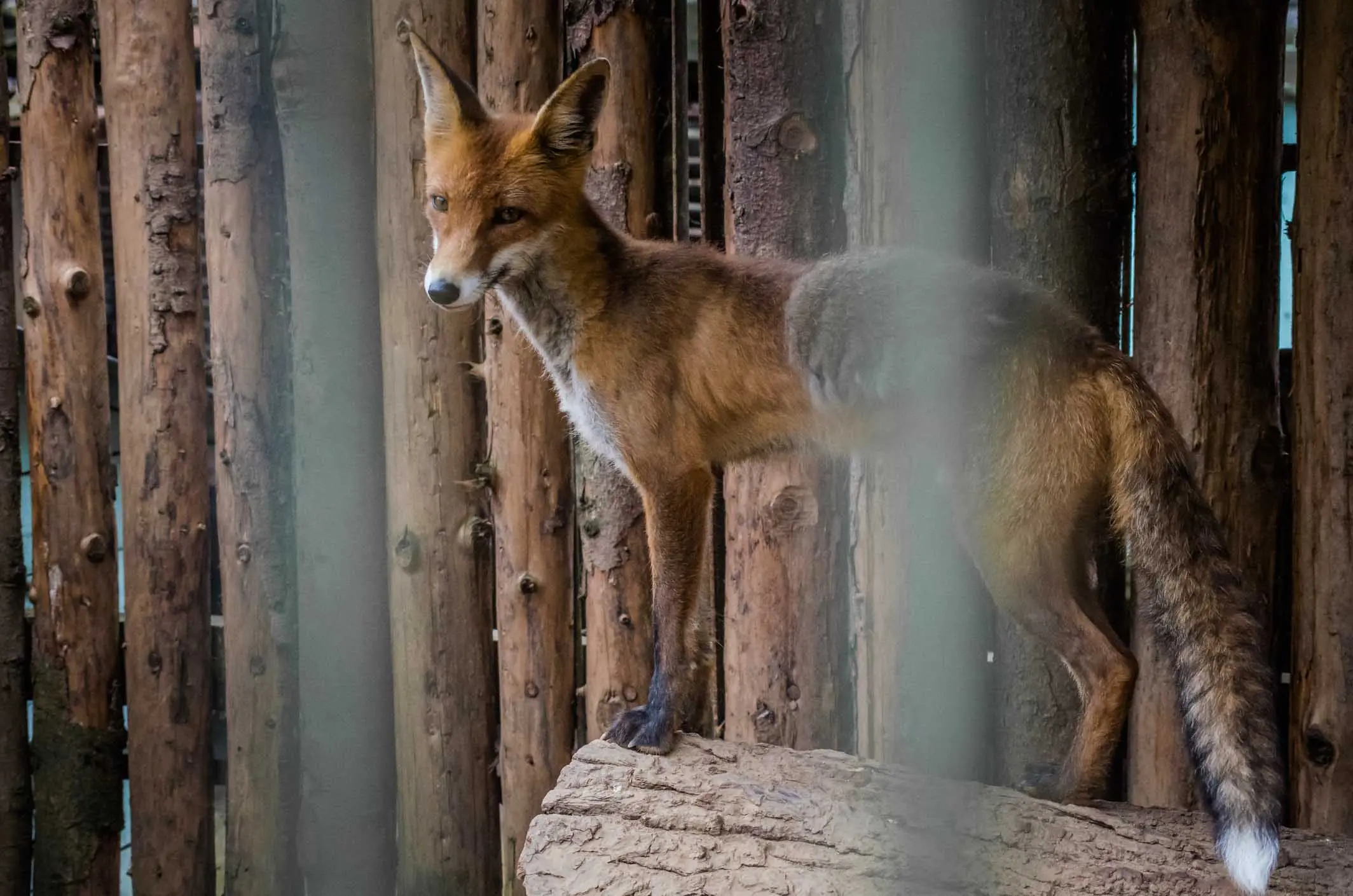 gausyb mayli kauno zoologijos sode 30