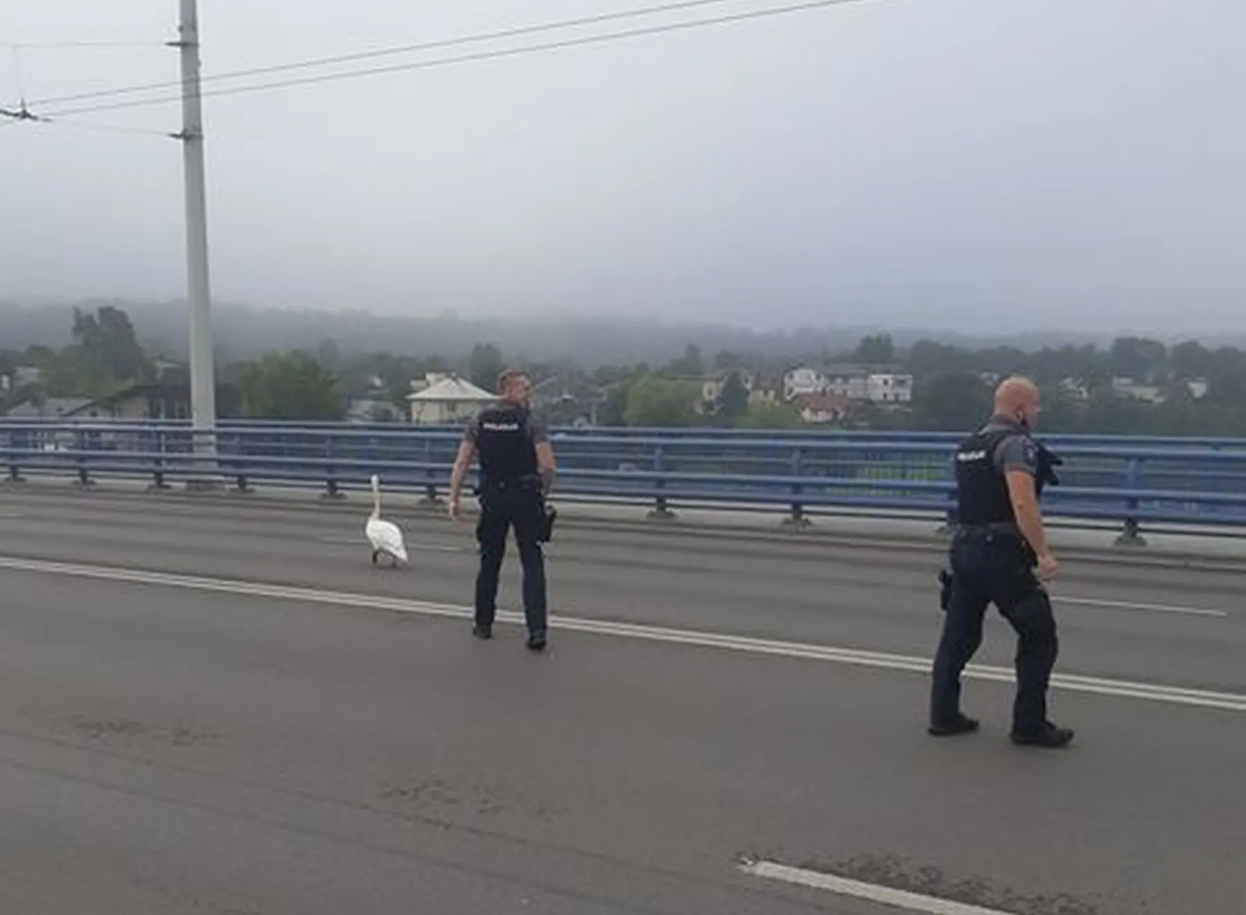 gulb4s gelb4jimo operacija