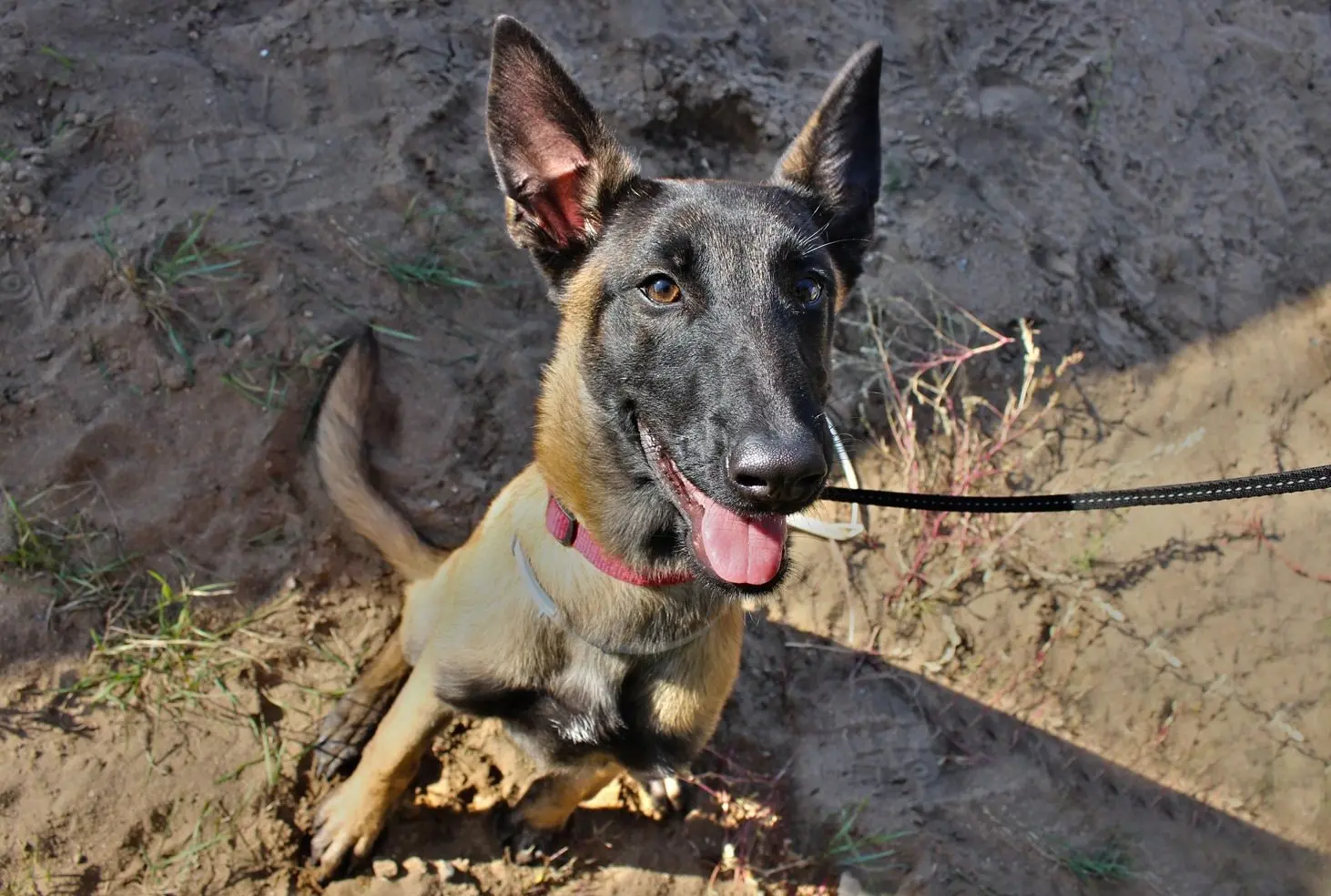 k9 inzineriojs bataliono nuotr 7