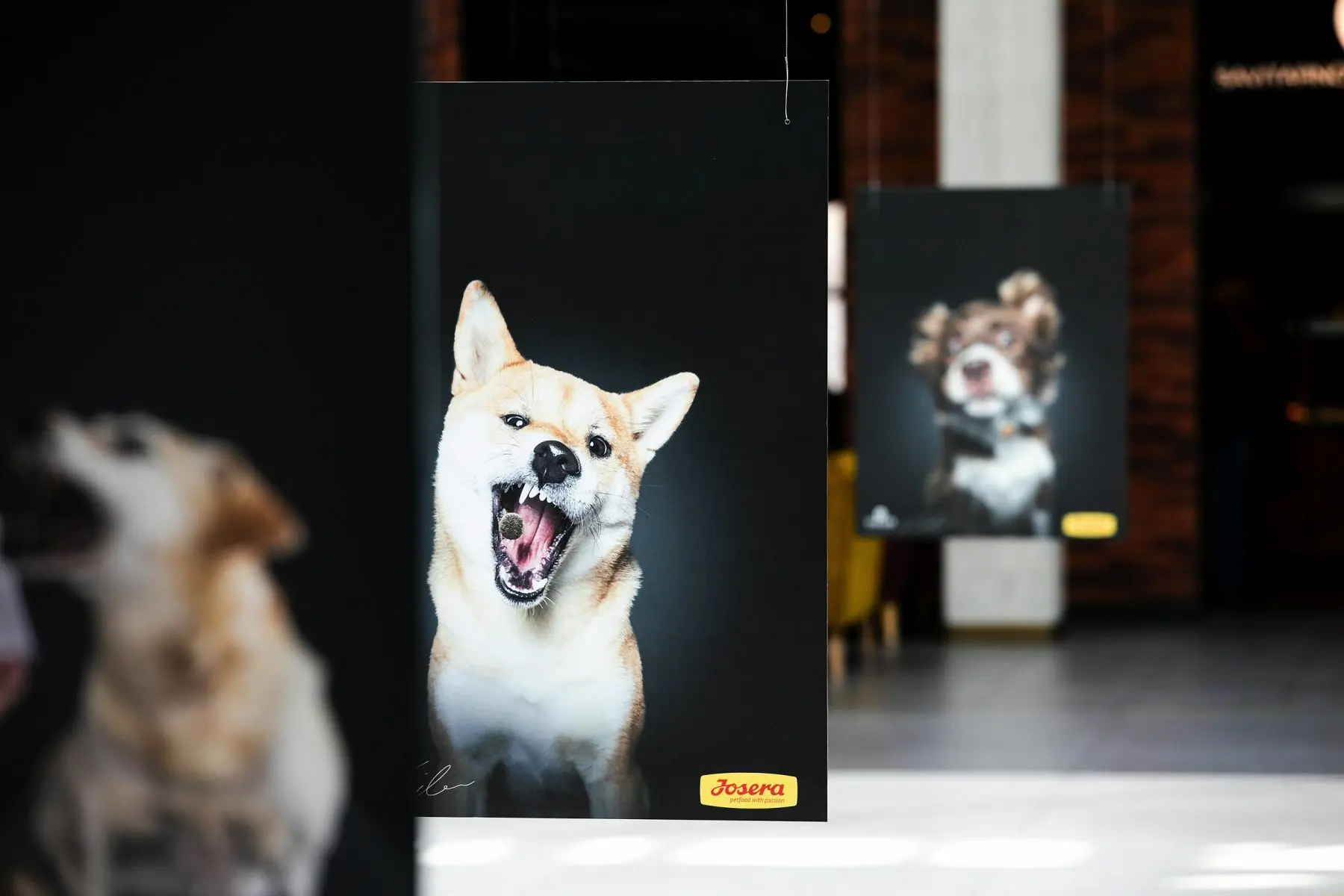 kauno akropolyje zymaus sunu fotografo paroda 555
