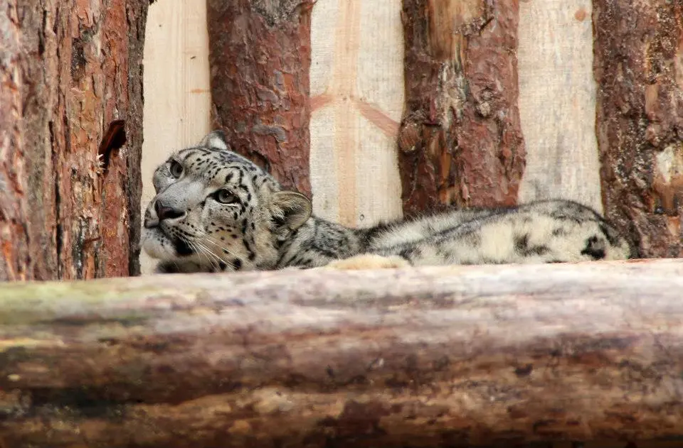 leopardaszoo