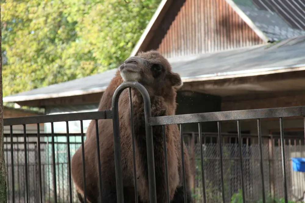 lietuvos zoologijos sodas17