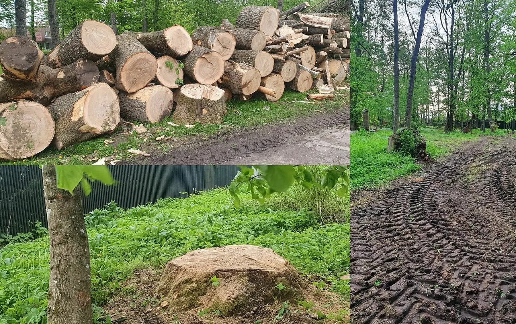 medziai senosiose fredos kapinese