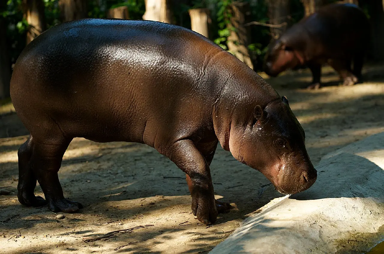 naujas zoo sodo gyventojas 2
