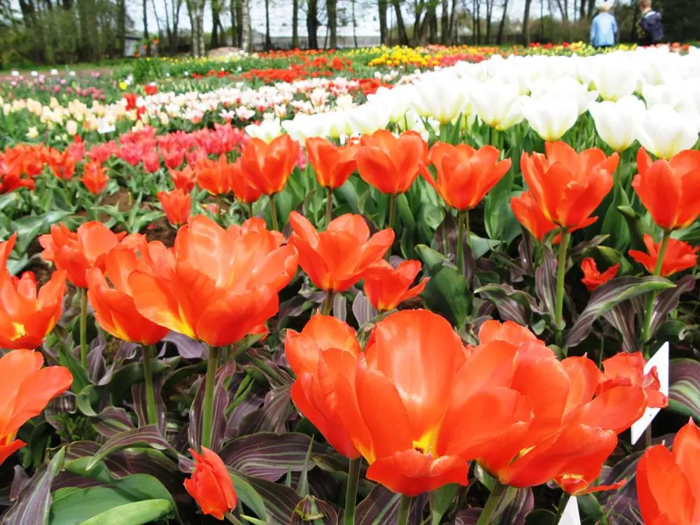 toronto tulpes