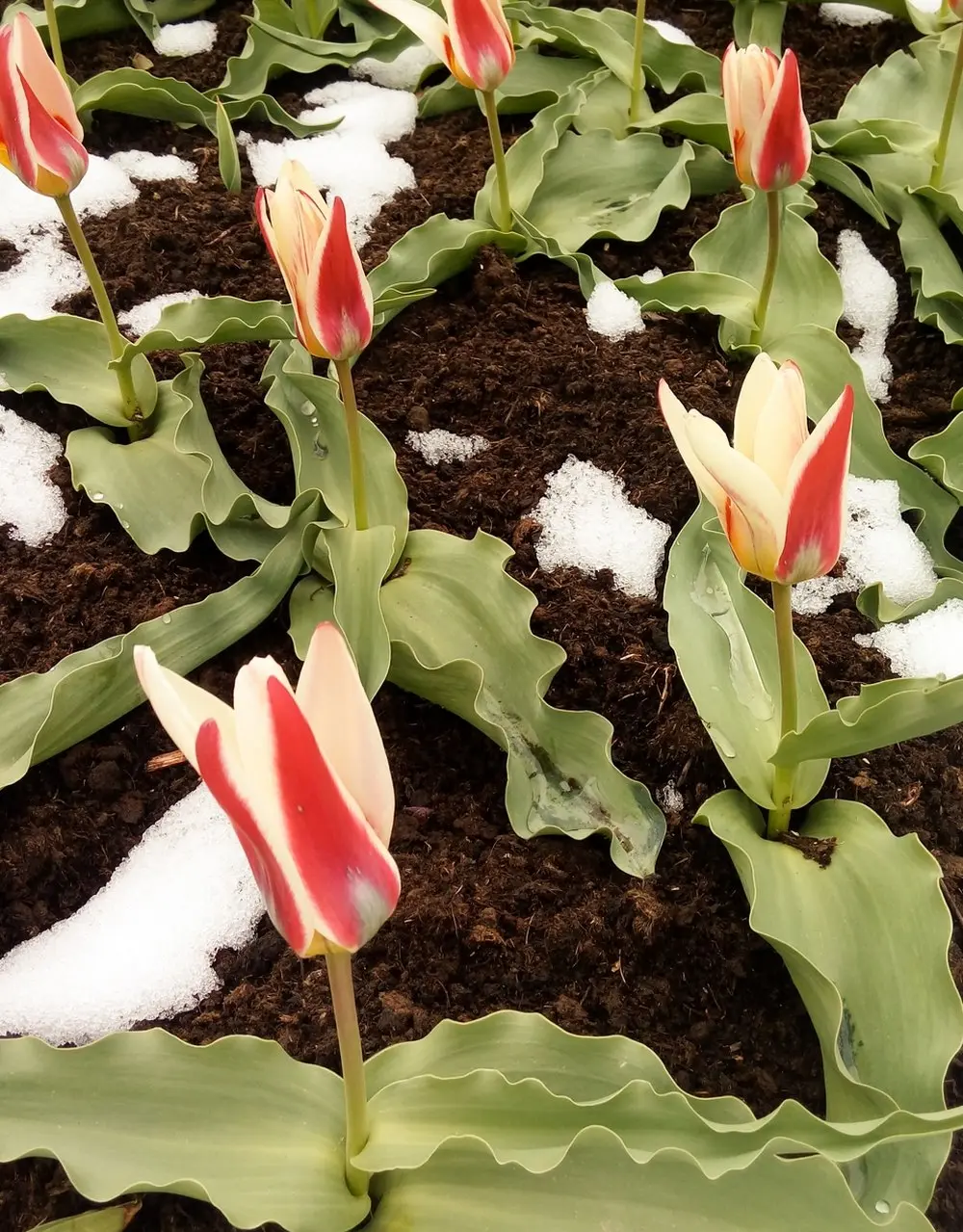tulpes