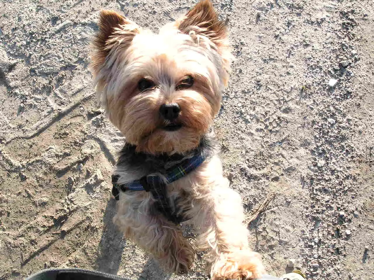 yorkshire terrier 01