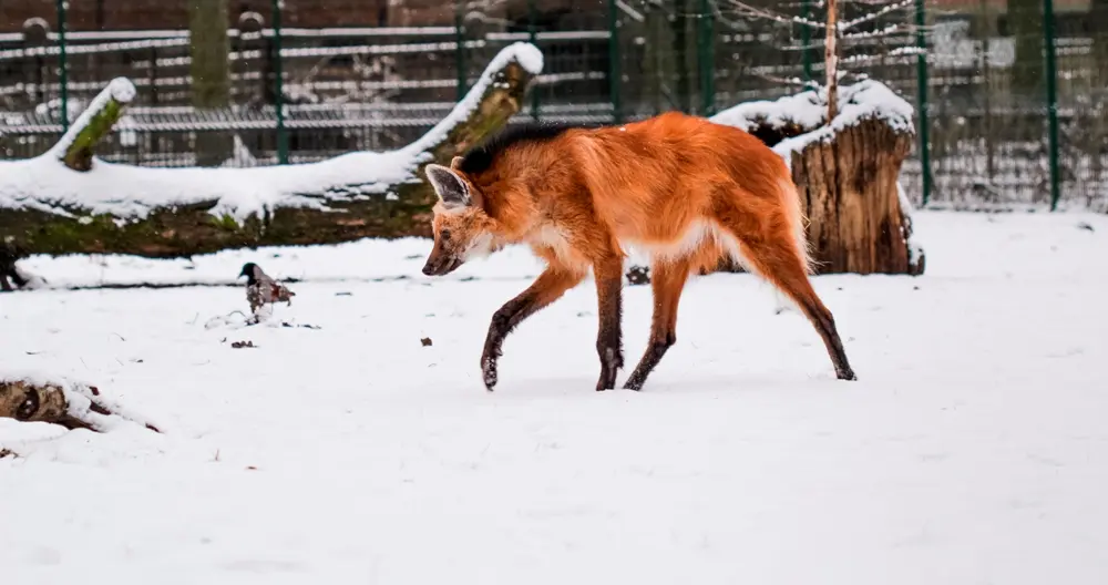 ziema zoo2016 44