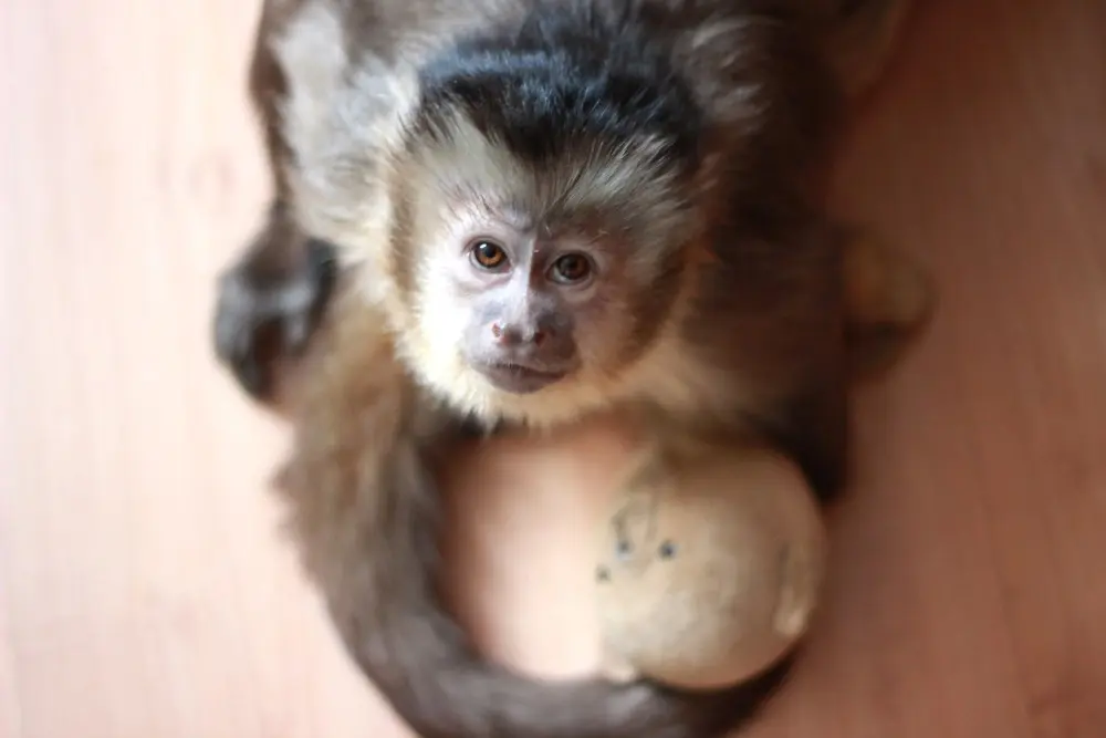 zoo 1