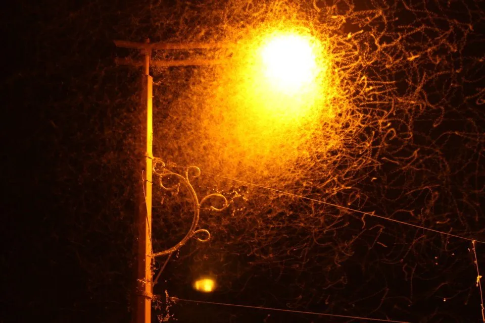 Lašalų pūga Kaune