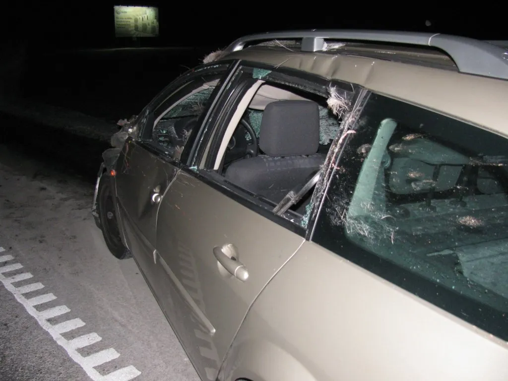 Automobilis po susidūrimo su laukiniu gyvūnu