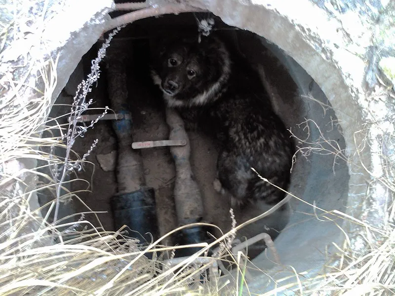 Kaukazo aviganis šulinyje