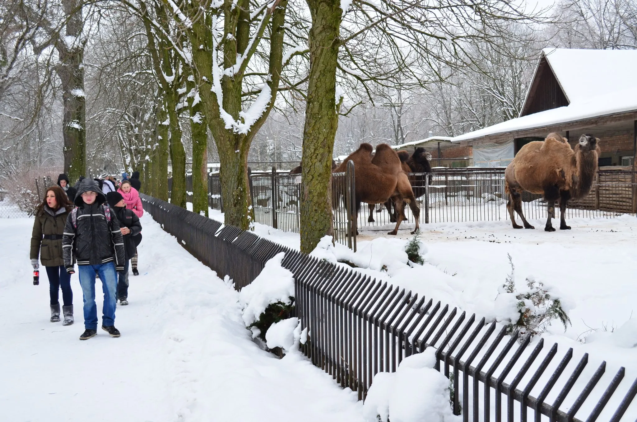 Zoologijos sode žiemą prie kupranugarių