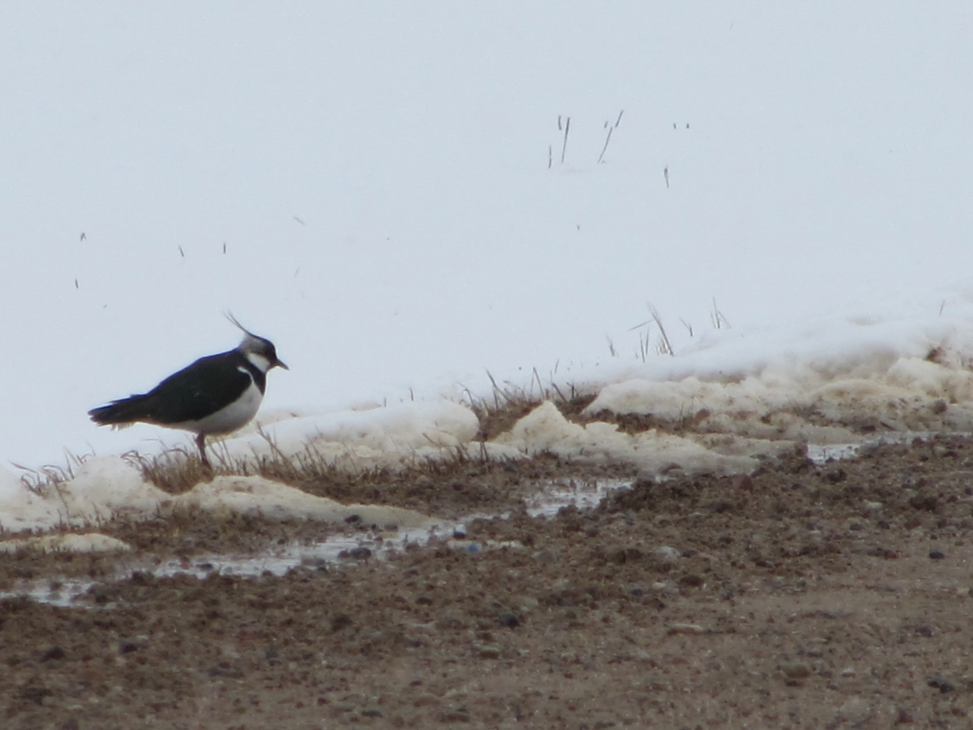 Pempė - pavasario pranašautoja...