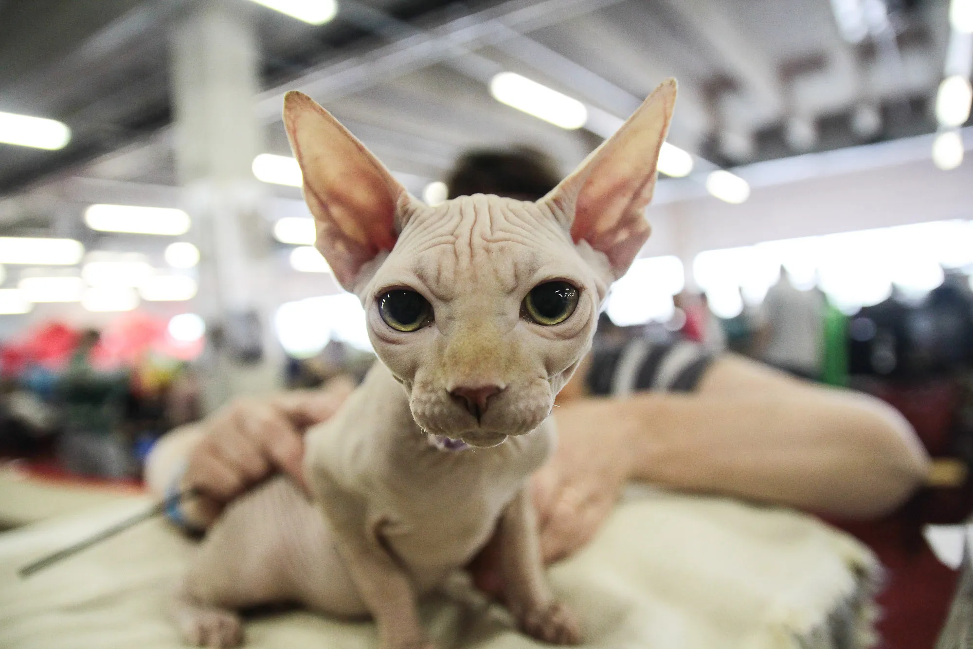 Veislinių kačių paroda "Megoje" vyksta