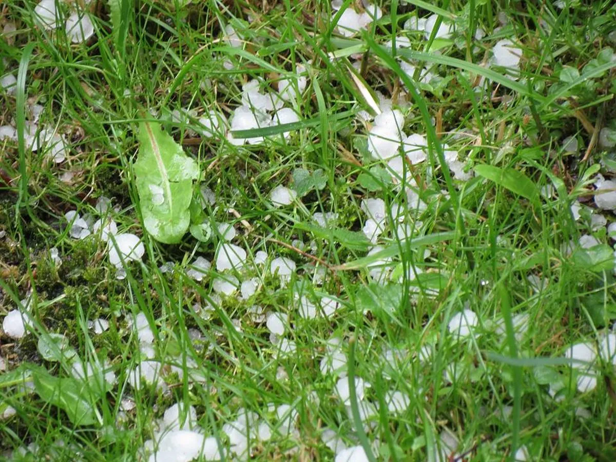 Kruša Kaune skaitytojų akimis