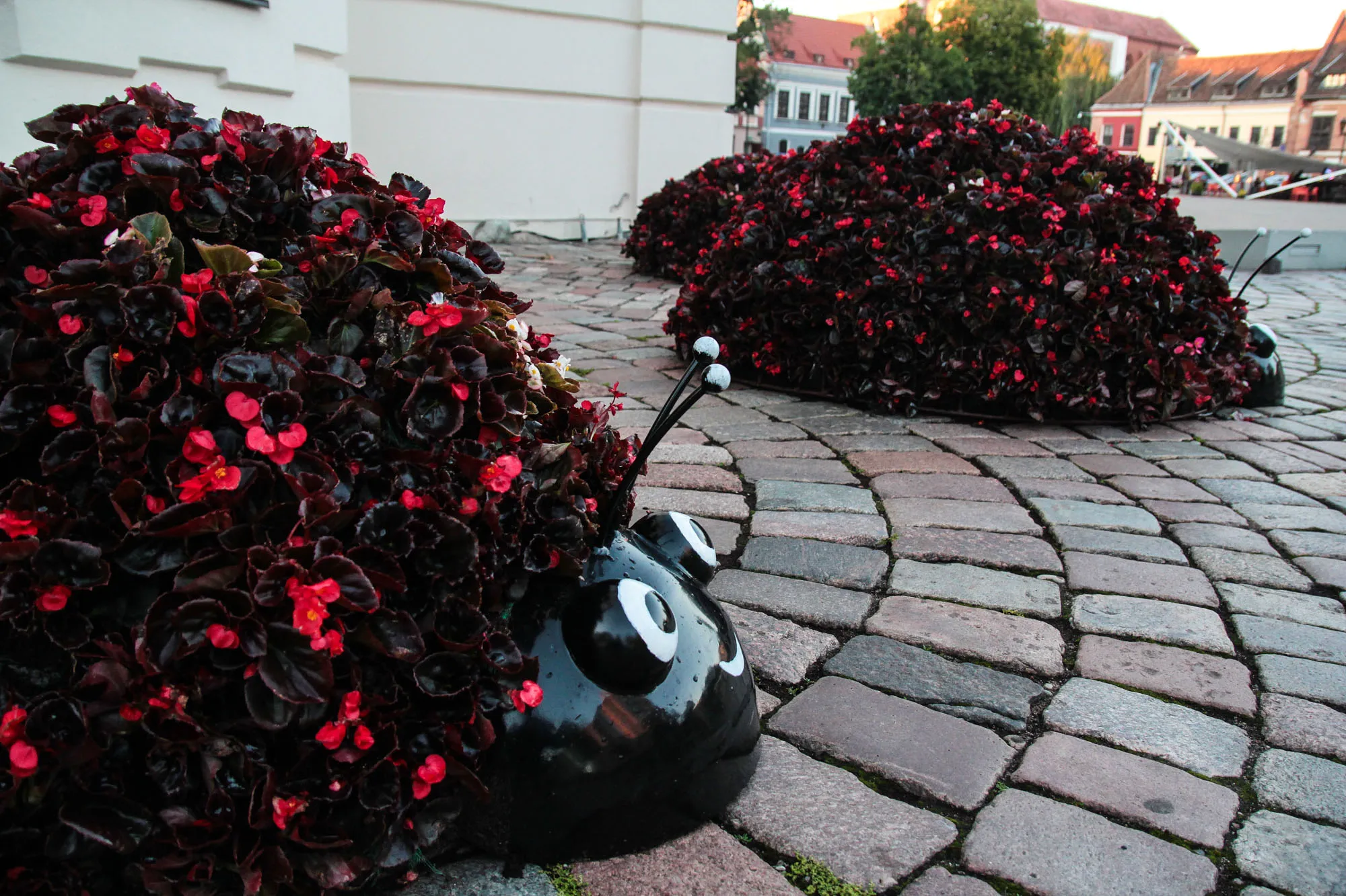 Žydinčios gėlės ir boružės Rotušės aikštėje