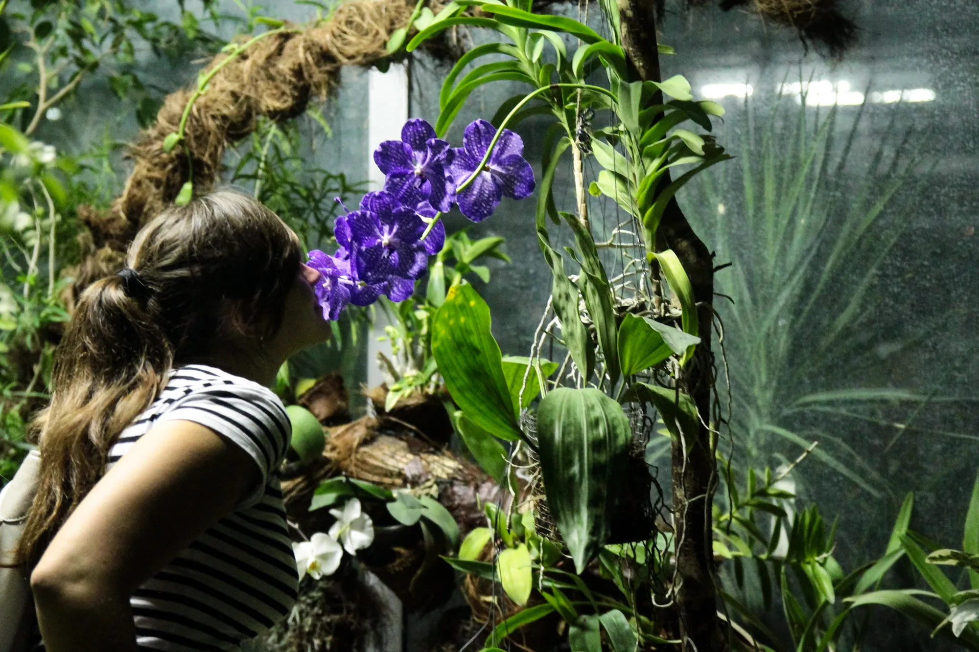 Kvapų naktis Botanikos sode