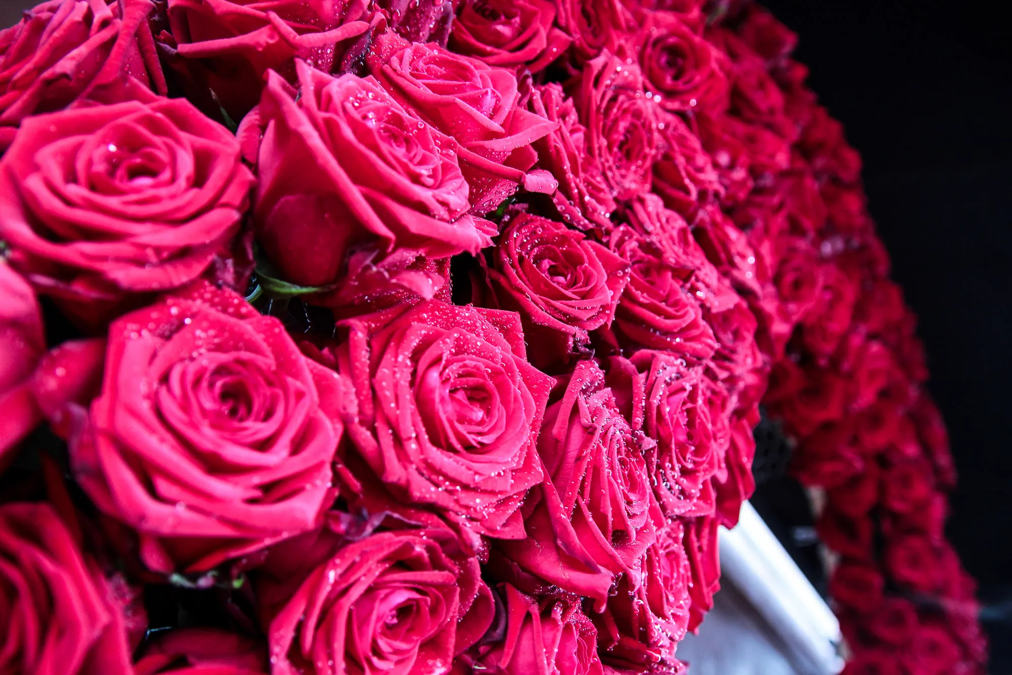 Rekordinė rožių puokštė