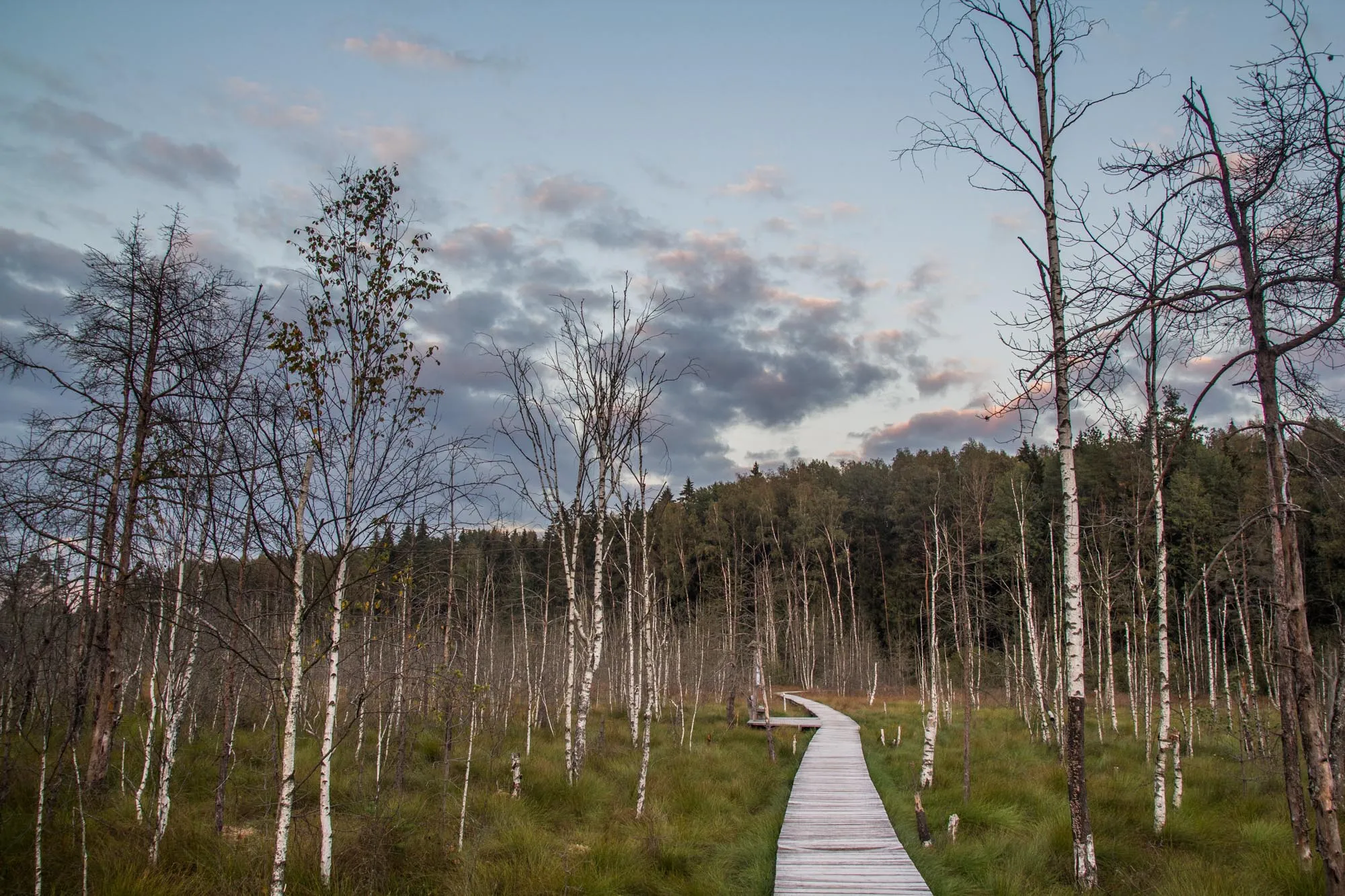 Dubravos apžvalgos takas