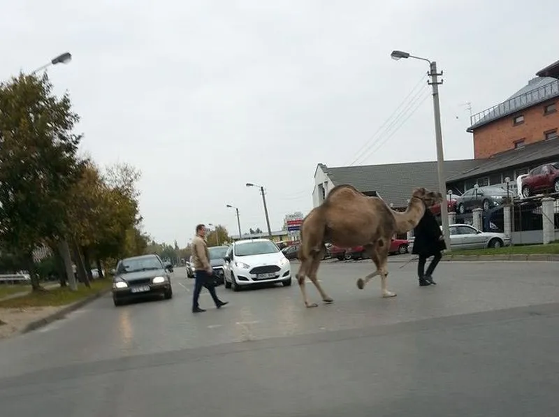 Kupranugaris Savanorių prospekte