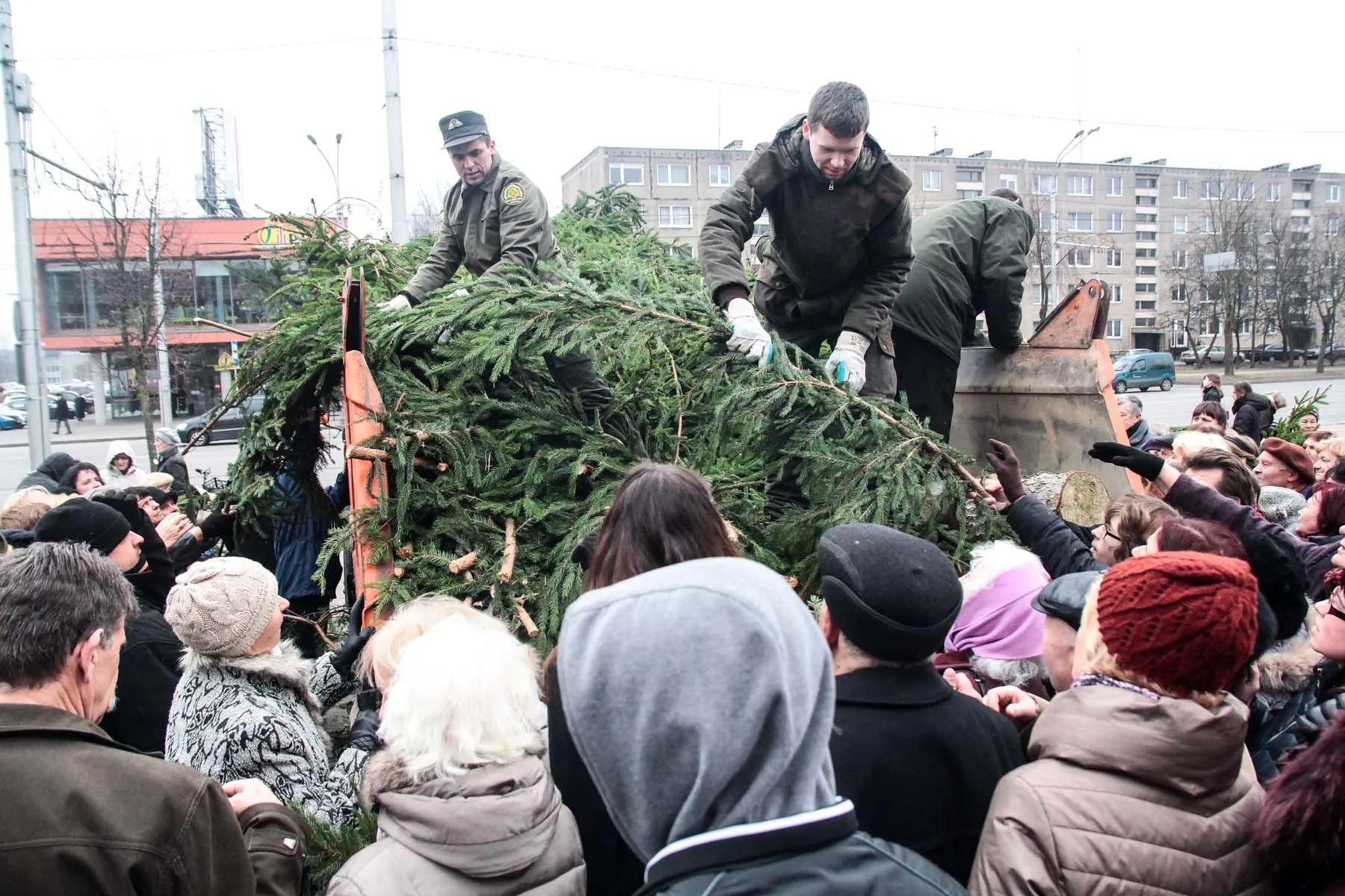 Nemokamos eglių šakos