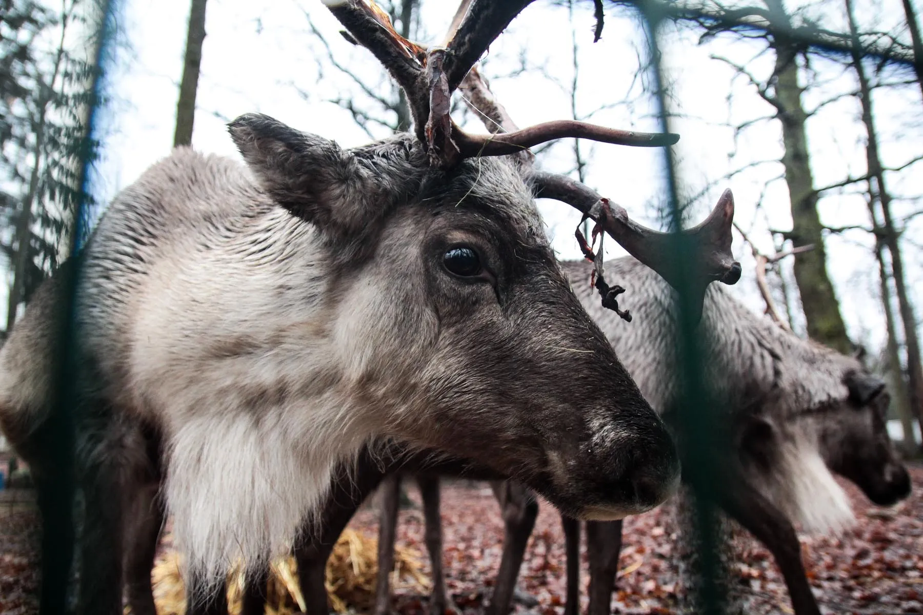 Gyvūnai sulaukė kalėdinių dovanų