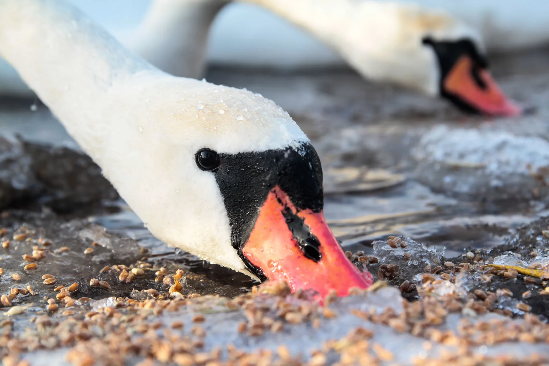 Šančiuose atidaryta didžiausia gulbių lesykla