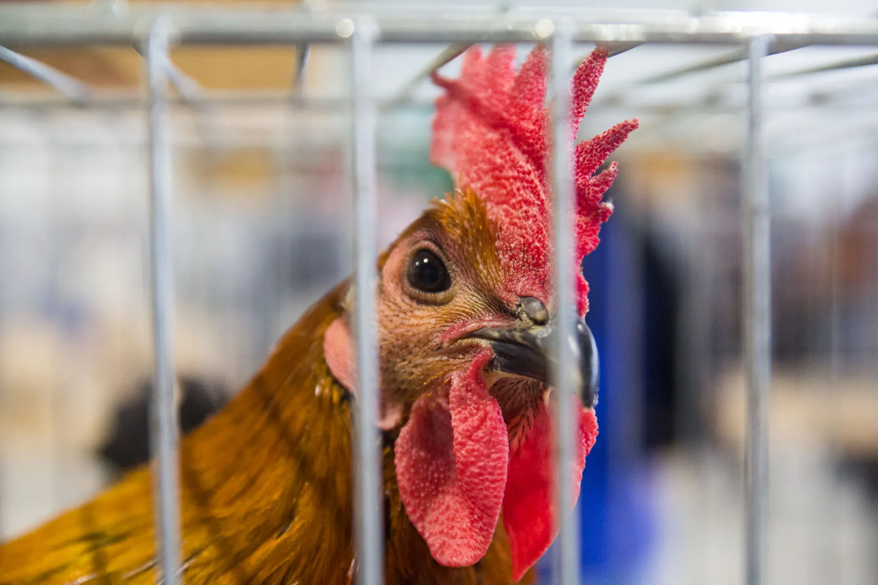 Veislinių paukščių paroda