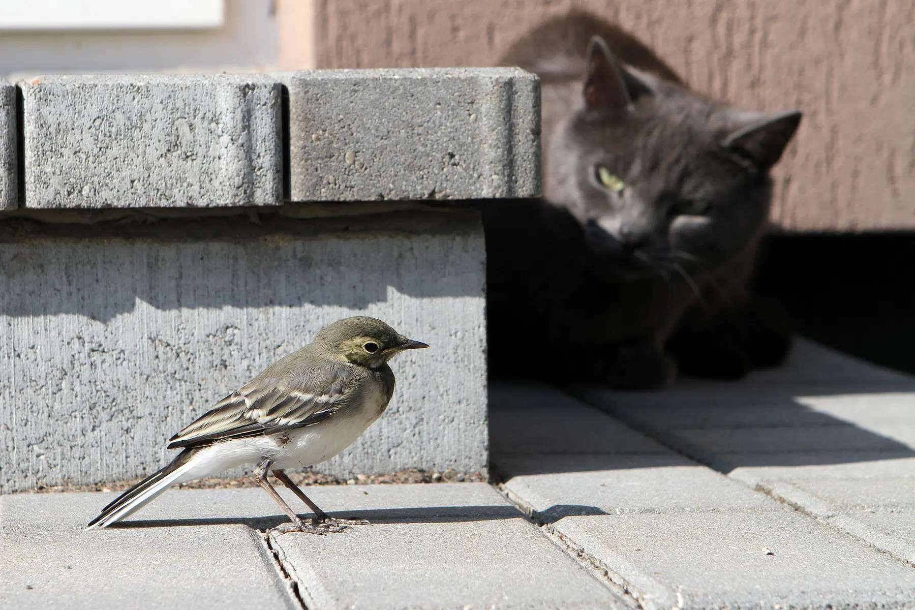 Katės ir  paukštelio žaidimas