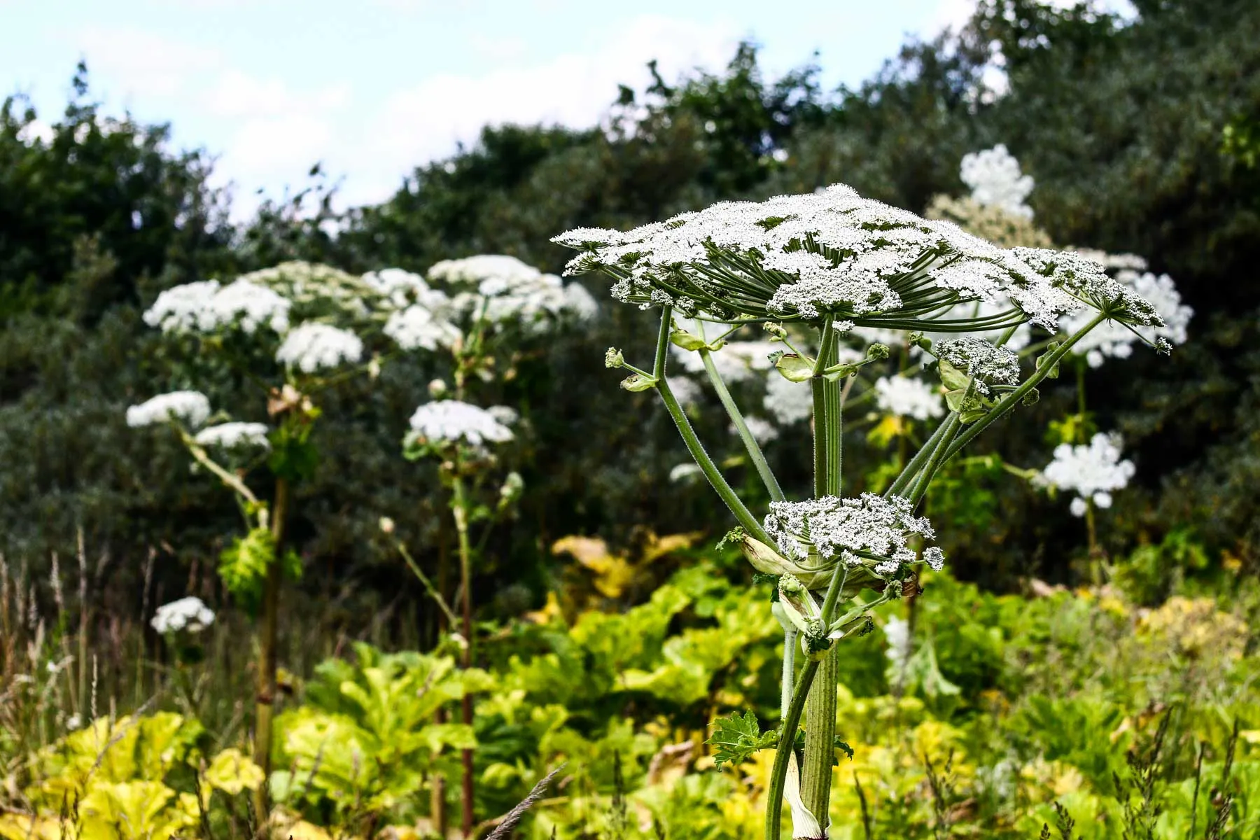 Sosnovskio barščiai Kaune