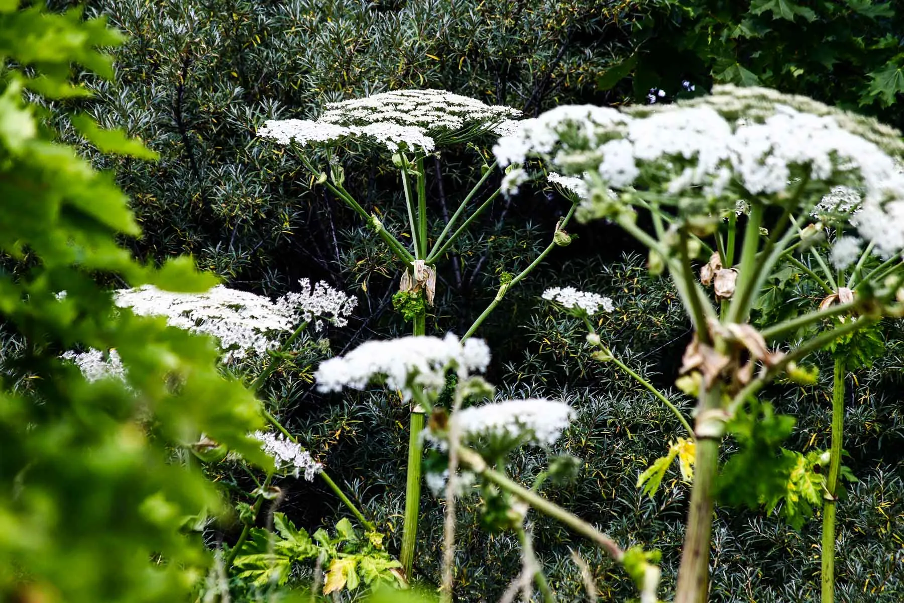 Sosnovskio barščiai Kaune