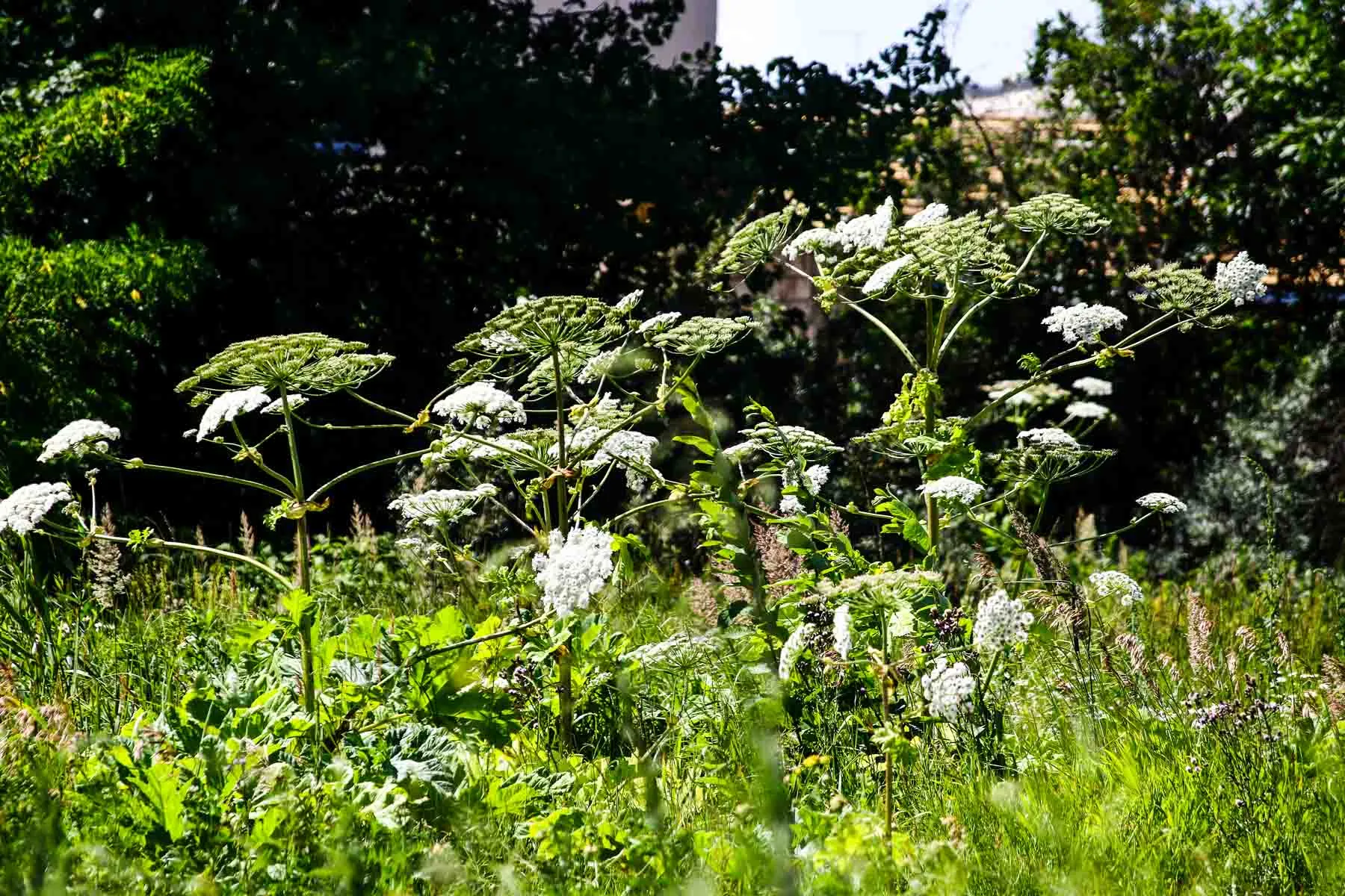 Sosnovskio barščiai Kaune