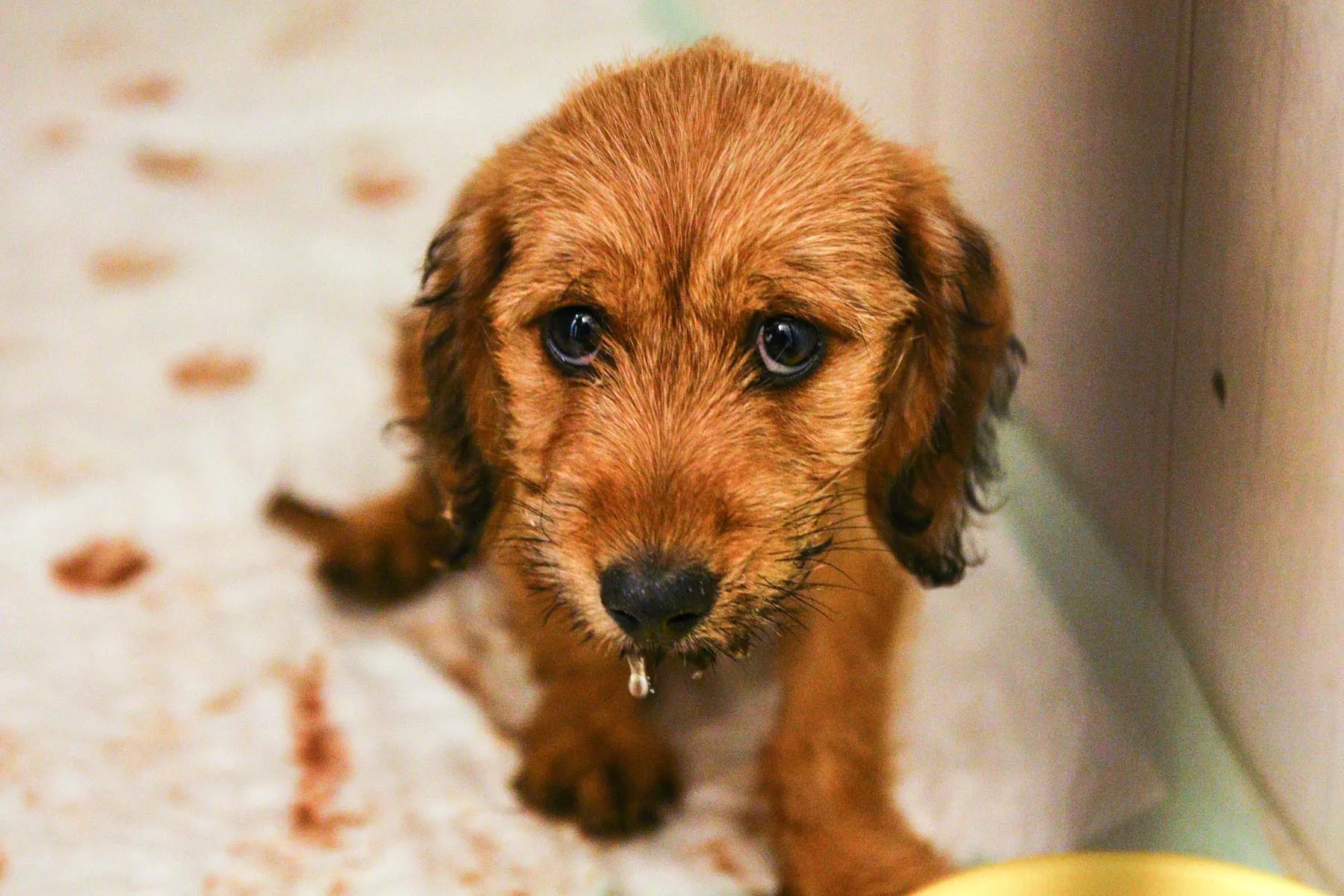 Gyvūnų priežiūra "Nuaras"