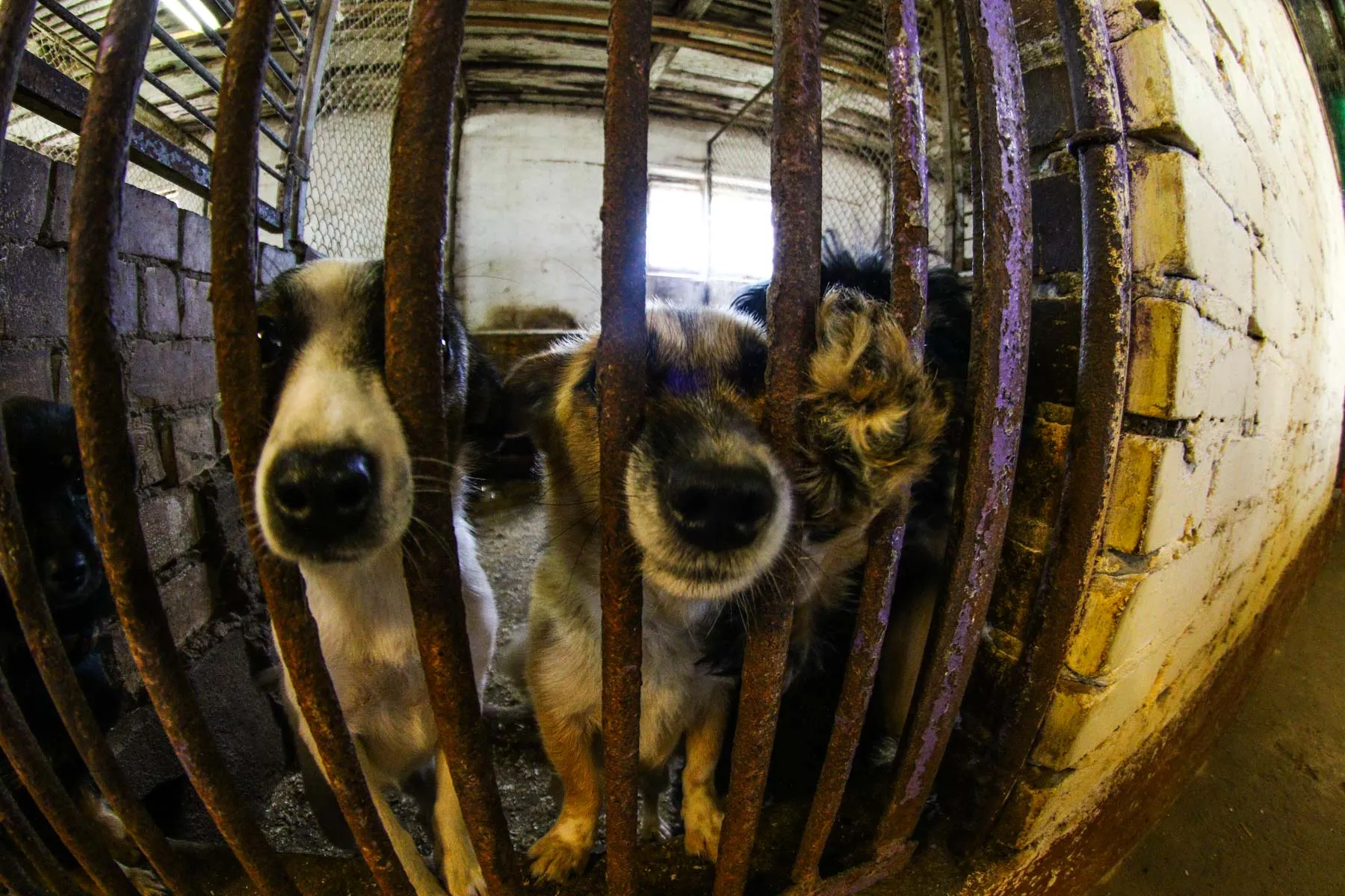 Gyvūnų priežiūra "Nuaras"