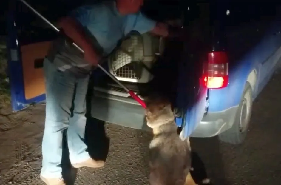 Žiaurus elgesys su gyvūnais