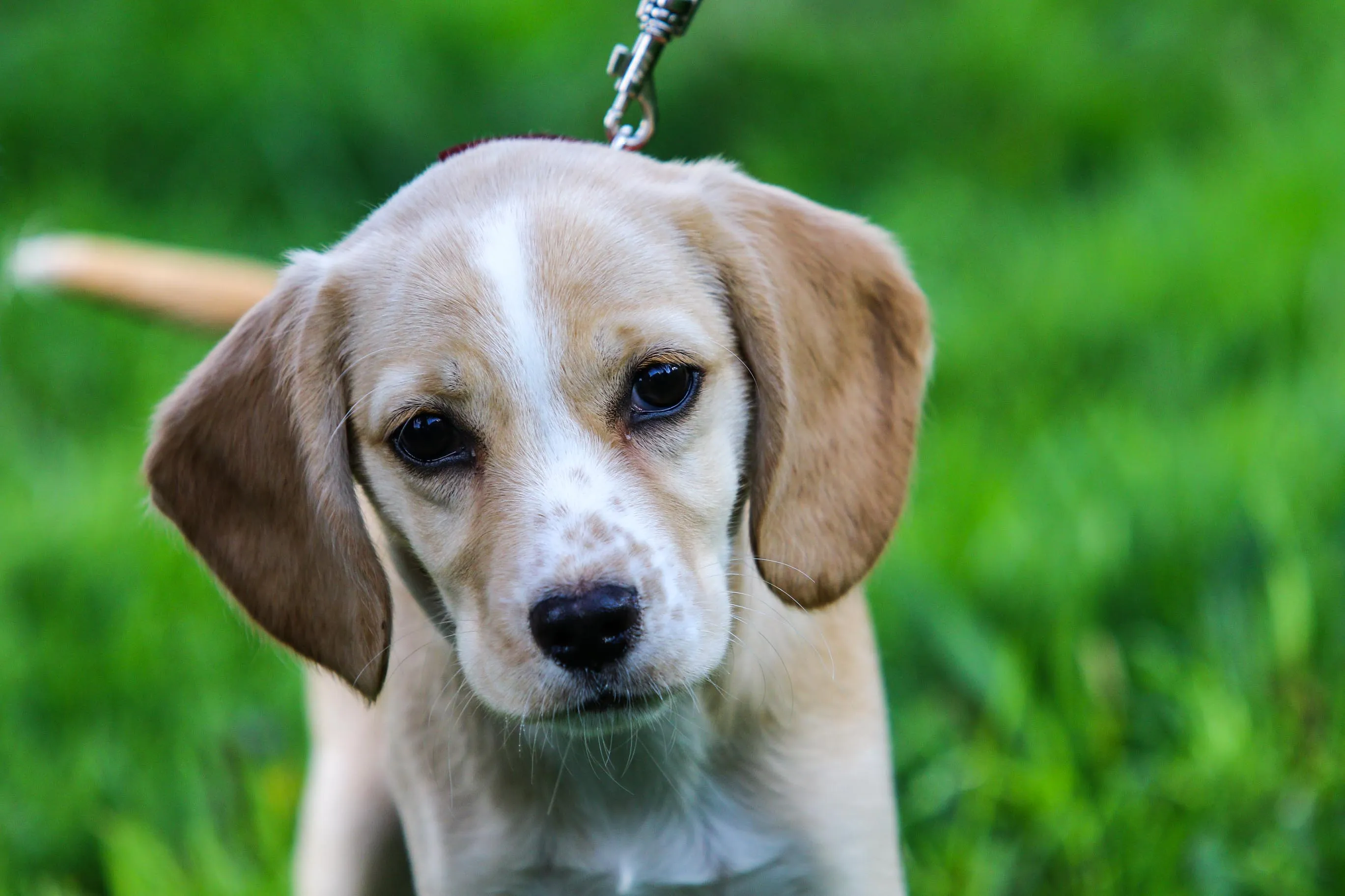 Svarstoma atisakyti mokesčio už gyvūnus