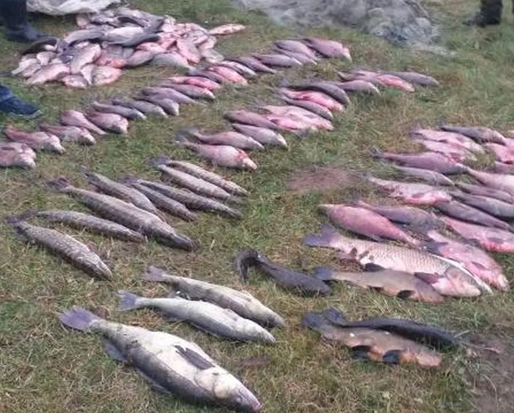 Brakonierių laimikis