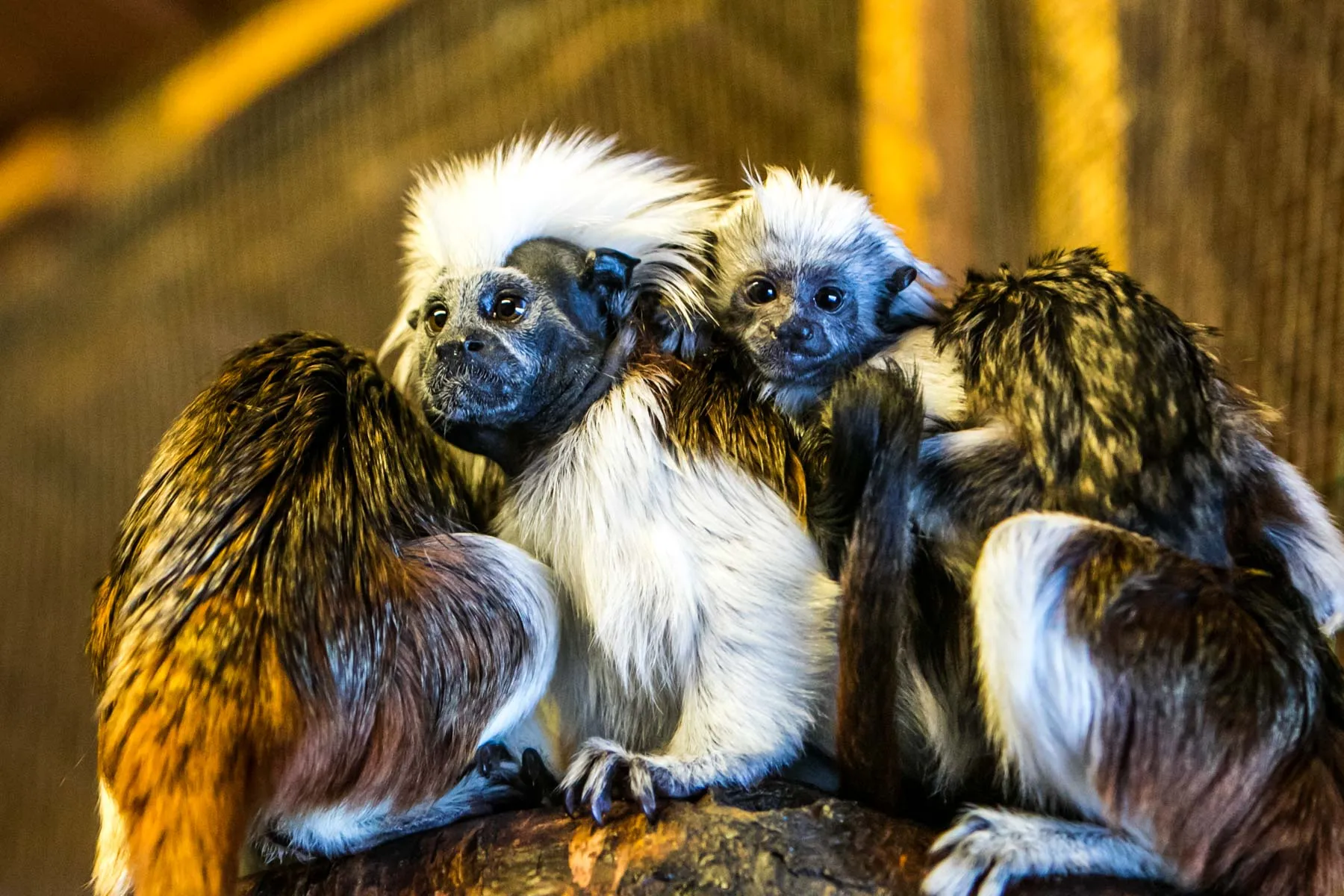 Beždžionės Lietuvos zoologijos sode
