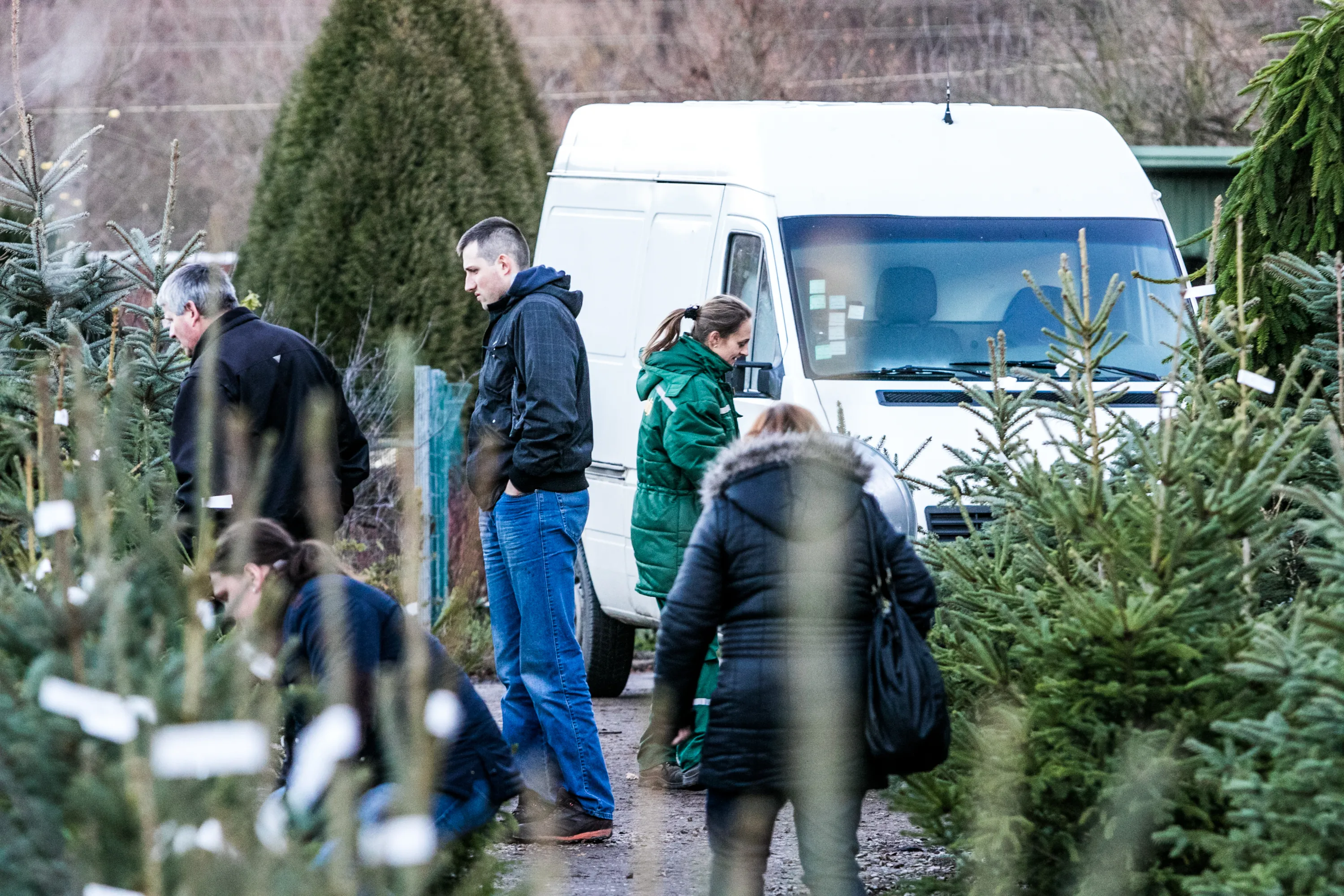 Kauniečiai jau reknasi kalėdines eglutes