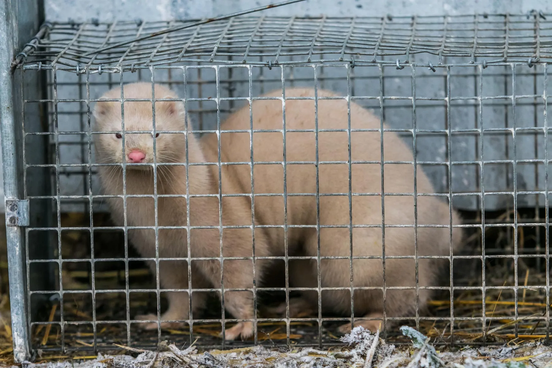 Audinių ferma prie Vilkijos