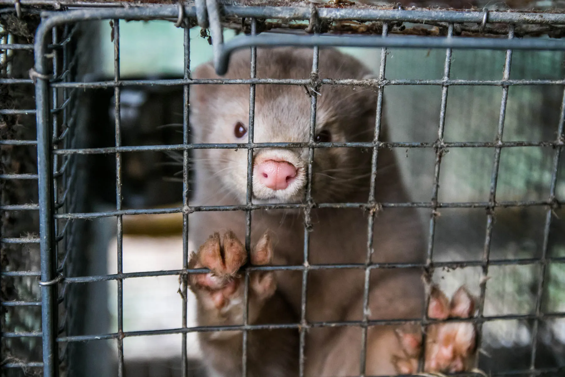 Audinių ferma prie Vilkijos