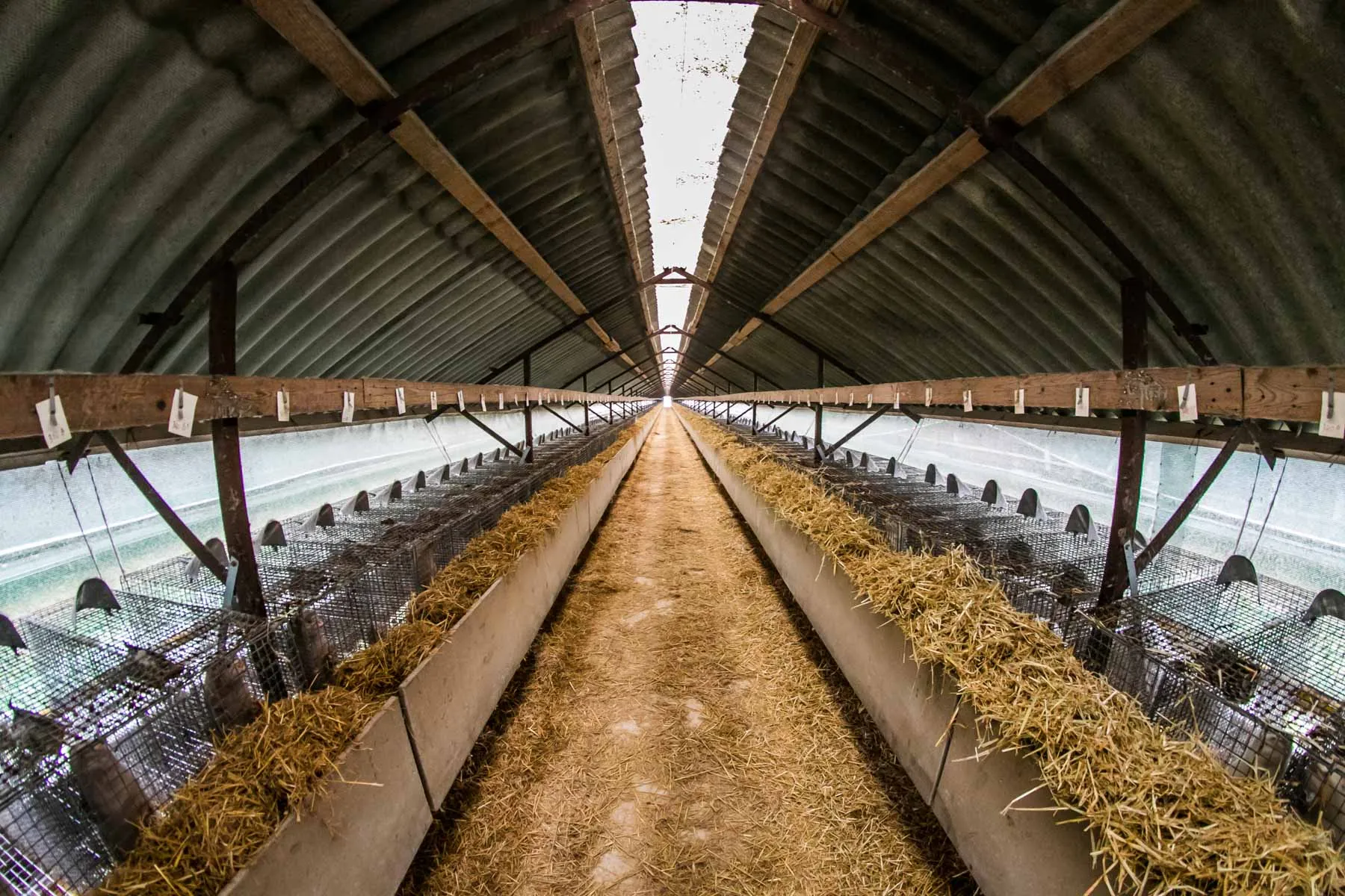 Audinių ferma prie Vilkijos