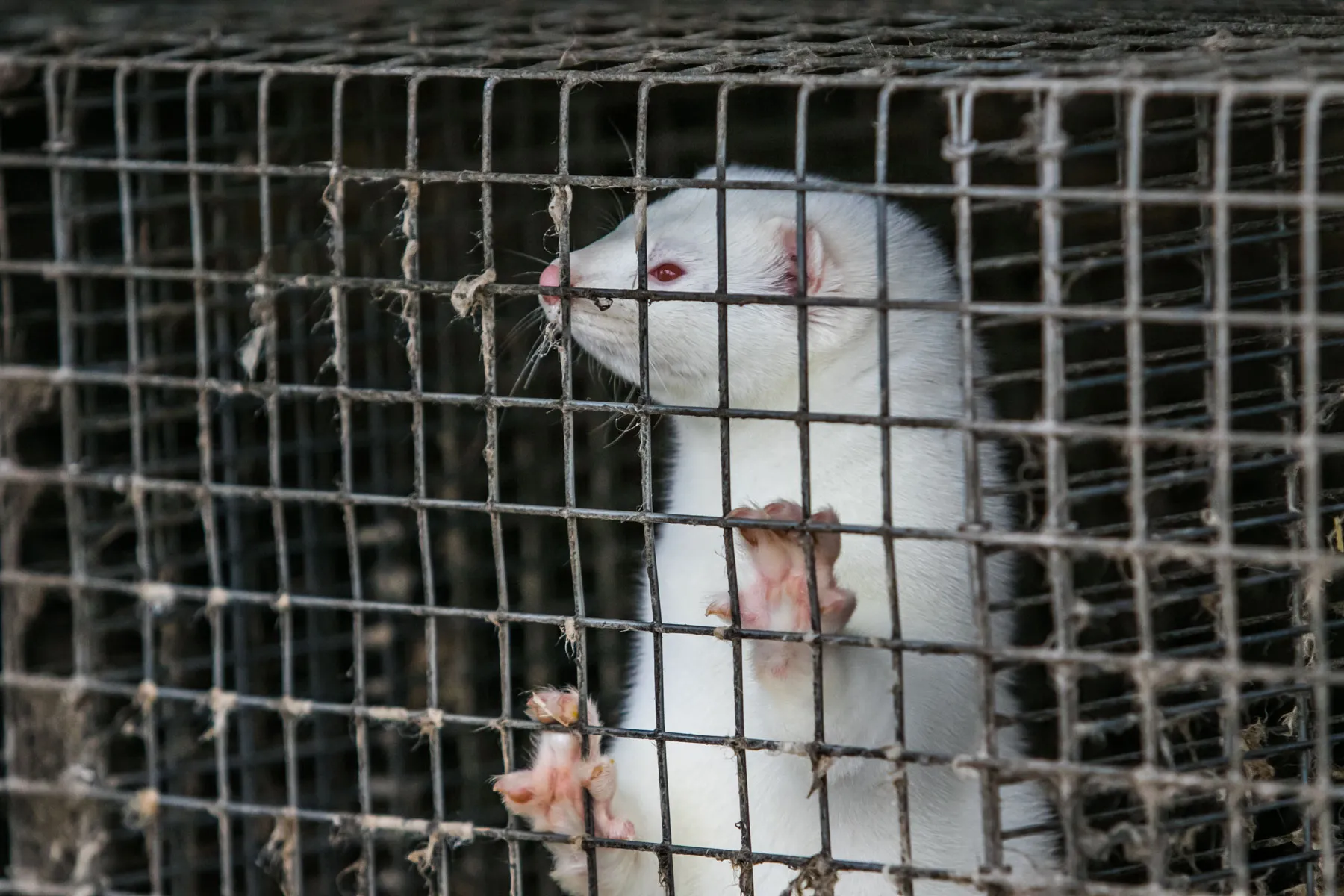 Audinių ferma prie Vilkijos