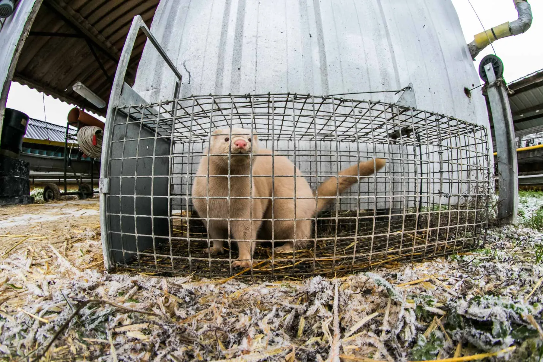 Audinių ferma prie Vilkijos