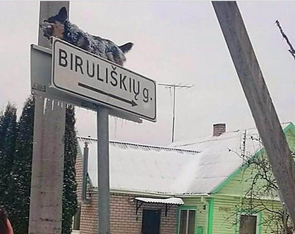 Žiaurus elgesys su gyvūnais